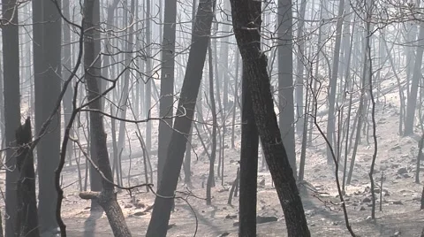 Zoom out of burned out forest Stock Footage 40751896