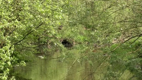 Zoom out: Calm stream named Lauter, pollen on water surface, trees, flora Stock Footage 107383216