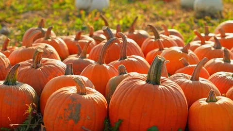 Zoom out camera movement at Idyllic autumn pumpkin patch at farm landscape,.. Stock Footage 252468795