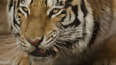 Zoom out from chewing bengal tiger Stock Footage 266200783