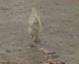 Zoom out from chicken walking to nearby building and men SD Footage