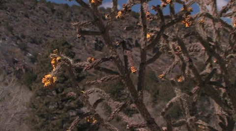 Zoom out of Cholla Cactus. 스톡 동영상 38278670