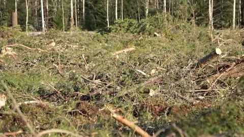 Zoom out of Clear Cut Forest Ground , sunny summer day. Total cut of all tree Stock Footage 116486469