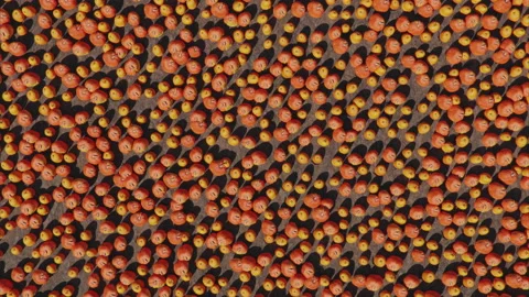 Zoom out from a close up on pumpkin to a field of thousands of pumpkins. Drone Stock Footage 166438672