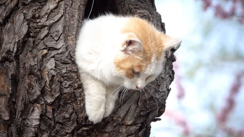 Zoom out, clsoe up the cat in the tree hole, Beijing Stock Footage 127267095