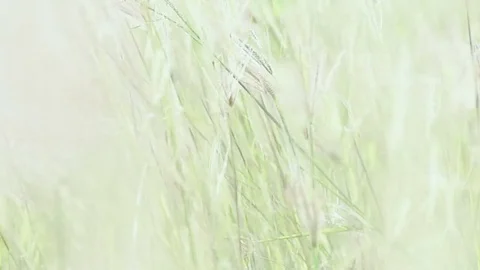 Zoom out coarse grass for natures concept Stock Footage 80065026