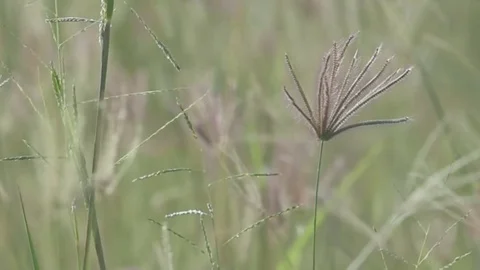 Zoom out coarse grass for natures concept Stock Footage 80066580
