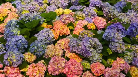 Zoom out of Colorful Carnations Stock Footage 65367150