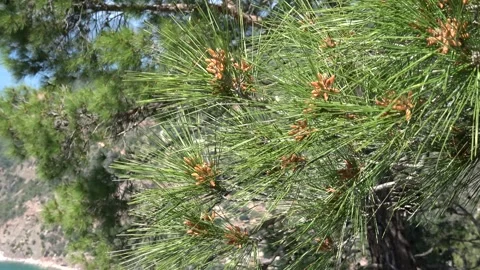 Zoom out conelets of pine tree against the Paradise bay Stock Footage 304264458