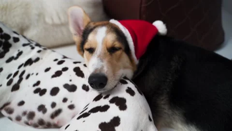 Zoom out on corgi resting head with a christmas hat on the thigh of dalmation Stock Footage 143164108