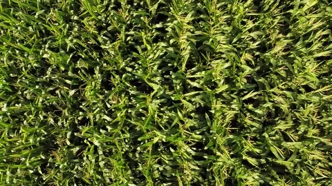 Zoom out of a cornfield Stock Footage 73702656
