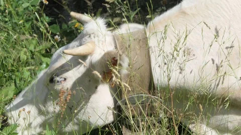 Zoom out of cows eating grass in a summer day Stock Footage 112752401
