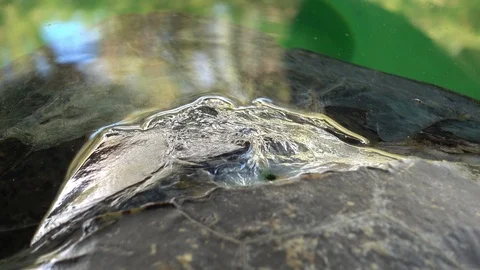 Zoom out a crack on the turtles shell Stock Footage 95269380