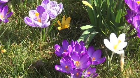 Zoom out of crocus Stock Footage 47798769
