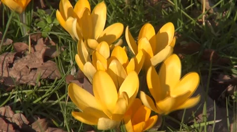 Zoom out from crocussen Stock Footage 47478959