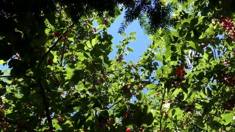 Zoom out: crown of cherry tree with plenty of cherries and green leaves Stock Footage 91661167