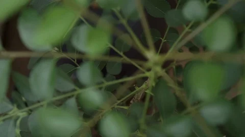 Zoom out curry leaf Stock Footage 109616969