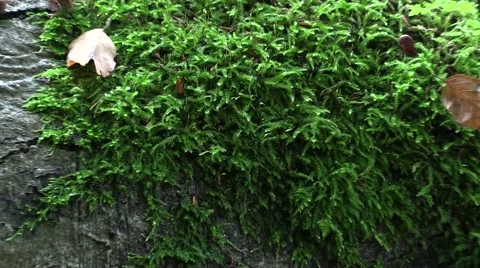 Zoom-out from  decomposing, rotting tree log in intact forest floor Stock-Footage 42553985