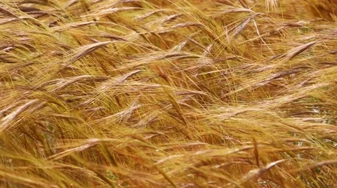Zoom-out dry grass moving on a wind Stock Footage 49540938