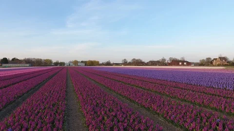 Zoom out of dutch tulip fields multiple colours with blue sky long video shot by 動画素材 128385484