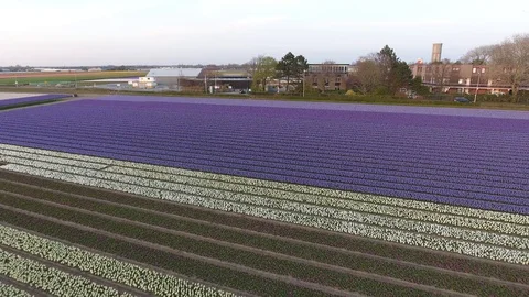 Zoom out of dutch tulip fields multiple colours with blue sky long video shot by 動画素材 128386047