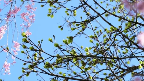 Zoom out early tree bloom spring Stock Footage 272832320