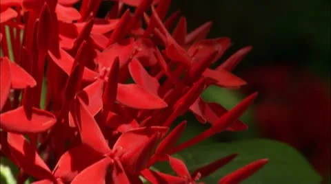 Zoom out from extreme close up to close up of flower Stock Footage 22664907