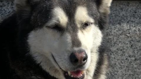Zoom out face of a husky-like stray dog squinting happily in the sun 動画素材 342923438