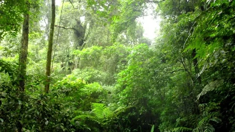 Zoom Out of Fallen Tree Trunk in Tropical Forest. Sukabumi, Indonesia Video stock 245960152