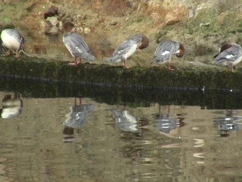 Zoom out of five mergansers on a log to reveal stream Stock Footage
