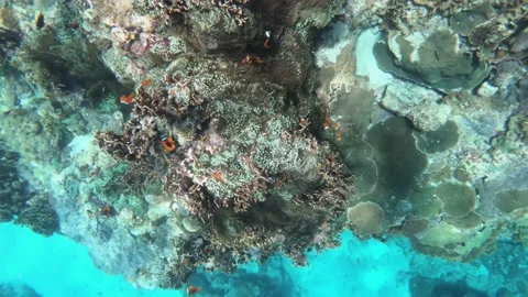 Zoom out floating view of bunch tomato bridled red clown fishes Stock Footage 157791542