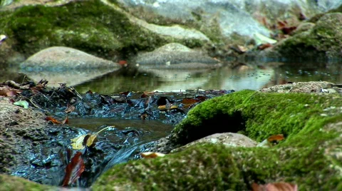 Zoom out forest stream-1 Stock Footage 526543