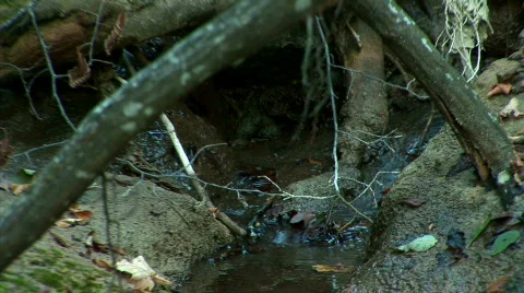 Zoom out forest stream Stock Footage 526484