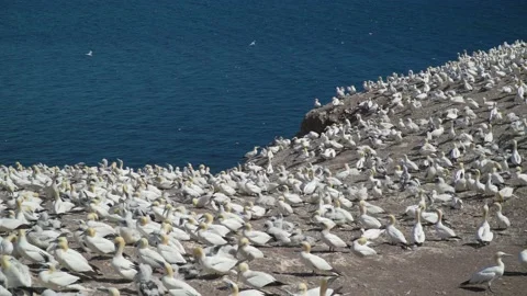 Zoom out of Gannet Seabirds Nesting on Bonaventure Island, Canada Vidéo 166068066