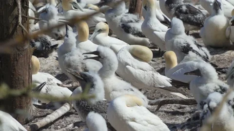 Zoom out Gannet Seabirds Nesting, Mating Rituals on Bonaventure Island, Canada Vídeos de archivo 166068068