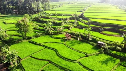 Zoom Out of Gazebo in Rice Fields. Sukabumi, Indonesia Video stock 245960930