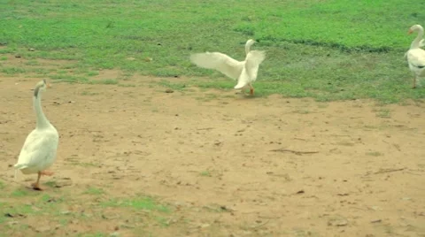 Zoom out - geese playing in front of Bayon temple Stock Footage 53136998