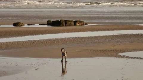 Zoom out of a German Wirehaired Pointer dog on a beach slow motion 4K Stock Footage 286422644