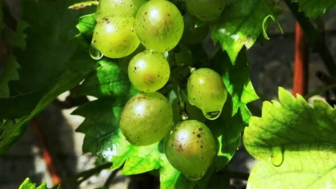 Zoom Out from the grapes on the wall  Stock Footage 150204109