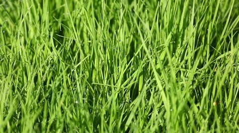 Zoom-out grass with dew Stock Footage 48891668
