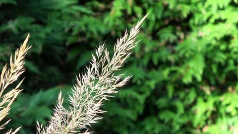 Zoom Out of grass plume in the fall  Stock Footage 168558141