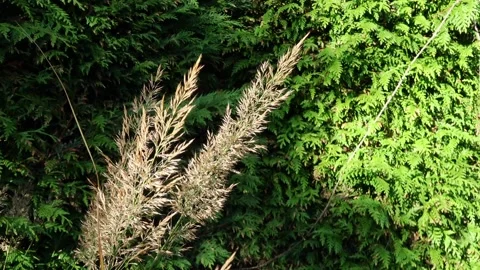 Zoom Out of grass plume  Stock Footage 168558096