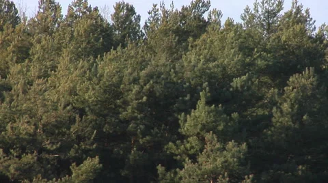 Zoom out from a green forest to a garbage dump. 動画素材 61527063