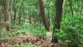 Zoom Out Green Forest Trees Branchs And Leaves HD HD Footage
