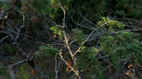 Zoom Out of Green Juniper Conifer Branch with Sharp Needles in Dark Forest .. Stock Footage 329665467