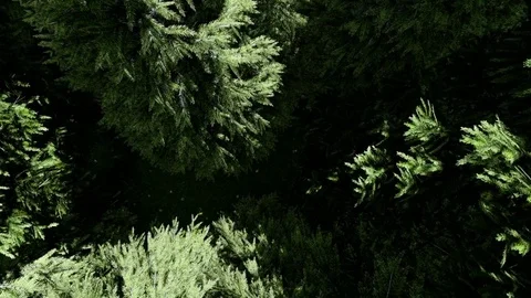 Zoom out from green pine forest Stock Footage 72407026