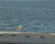 Zoom out from gull standing on edge of waterfront SD Footage