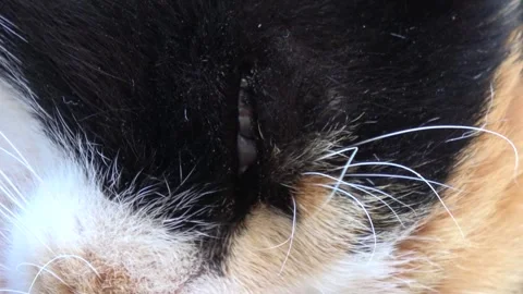 Zoom out a half open restless eye of a sleeping cat Stockbeeldmateriaal 331208217