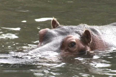 Zoom out on a hippo Stock-Footage 548796