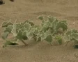 Zoom out from holly in sand SD Footage